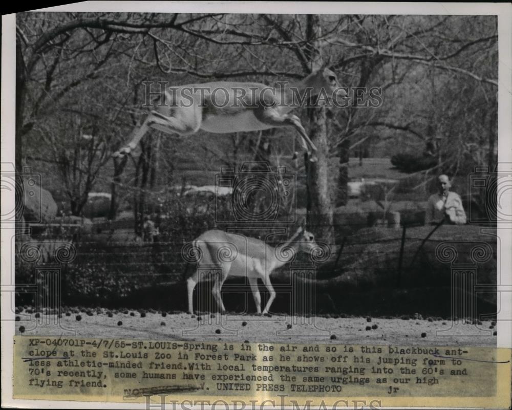 1955 Press Photo St Louis Mo blackbuck deer at zoo in Forest Park - Historic Images