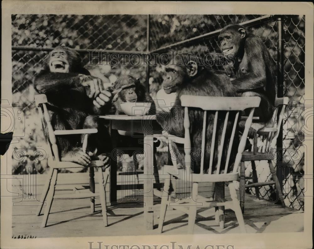 1936 Press Photo Chimpanzee having a tea party at the London Zoo - Historic Images