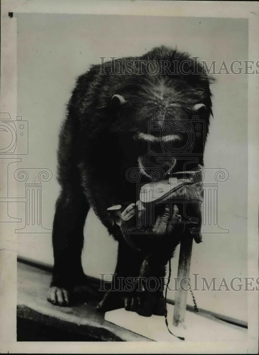 1937 Press Photo Preparing for the football season, having tried to quell the - Historic Images