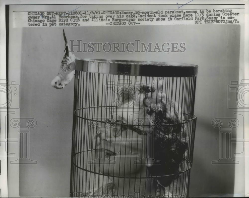 1961 Press Photo Mrs. A. Voorhees, owner of a 10 month old parakeet Sassy, for - Historic Images