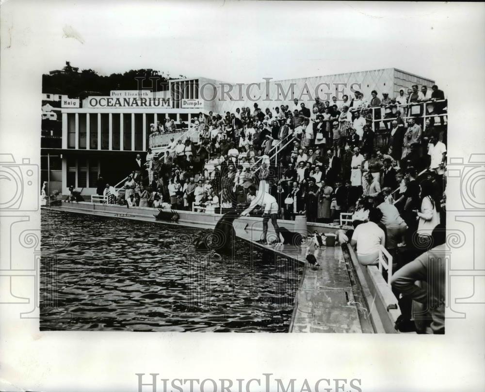 1970 Press Photo dolphins entertain crowd at the POrt Elizabeth Oceanarium - Historic Images