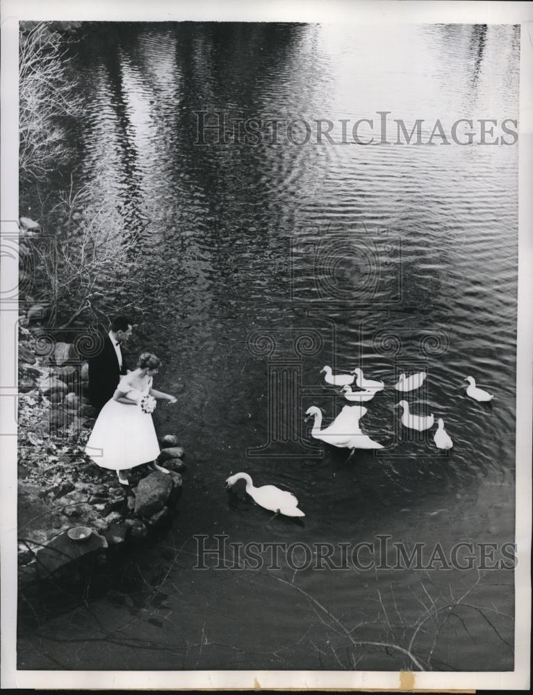 1960 Press Photo Richard King and Nancy Rubin feeding the swans at Norwalk - Historic Images