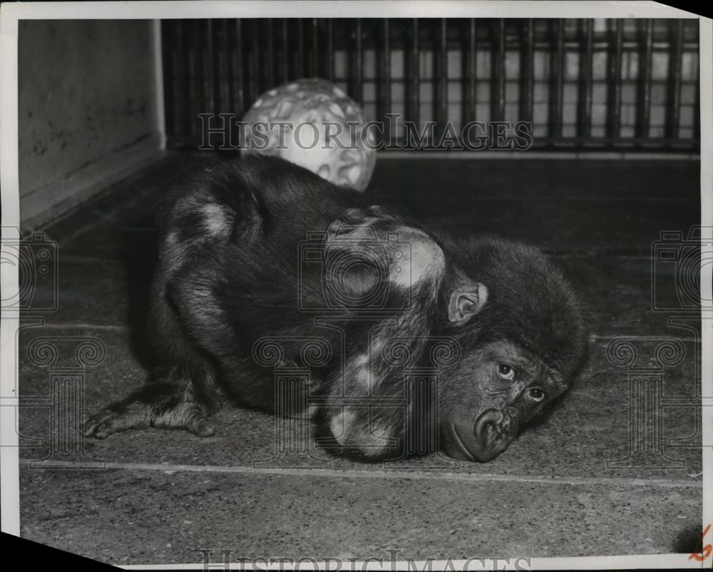 1951 Press Photo Three-year-old Sinbad at Lincoln Park Zoo - Historic Images