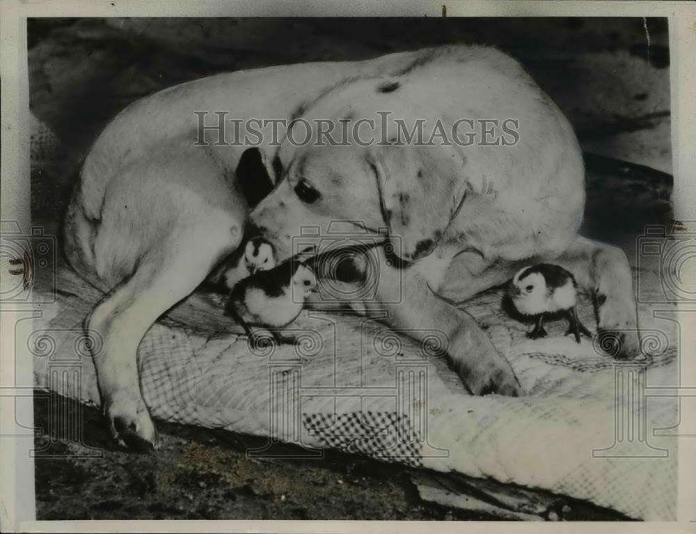 1938 Press Photo Buser, 5 year old female dog mothering guinea chicks - Historic Images