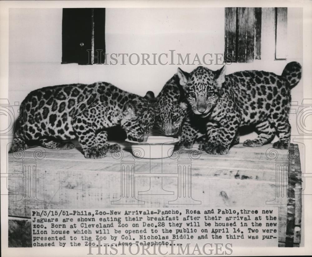 1951 Press Photo 3 Jaguar Babies in Cleveland Zoo - Historic Images