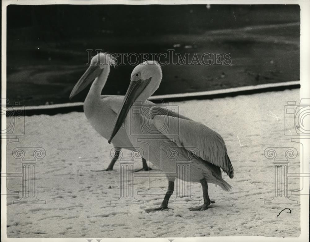 1969 Press Photo The two pelicans out in the winter at the St. James Park - Historic Images