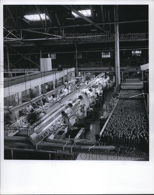 1967 Press Photo Florida oranges packing, Lake Wales, Florida - Historic Images
