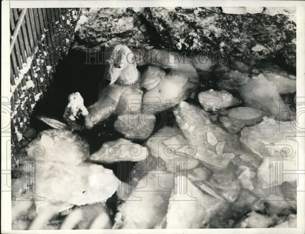 1936 Press Photo Bears at ice-choked pool in Prospect Park Zoo - Historic Images