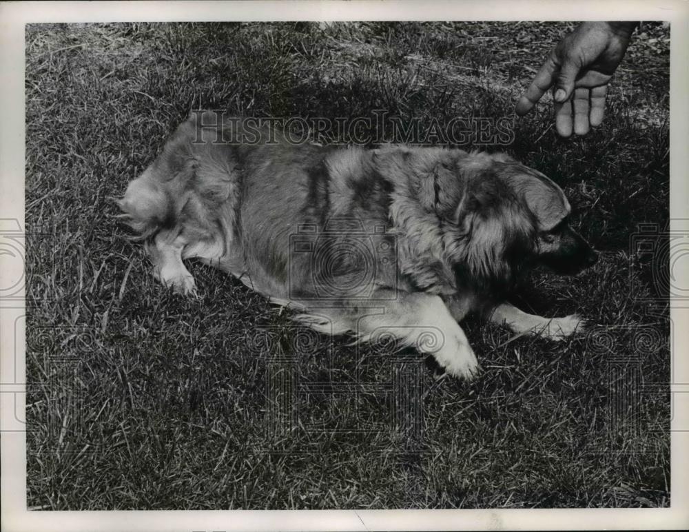 1967 Press Photo Dog of Edward - Historic Images