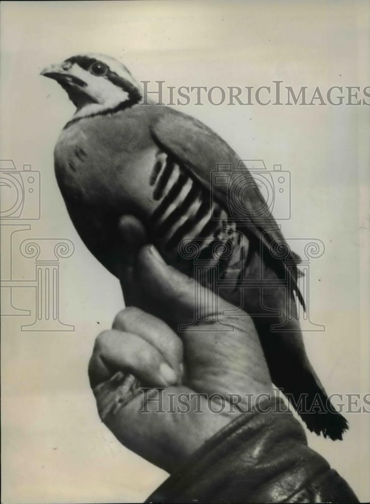 1937 Press Photo Asia's Native Bird, Chukar Partridge - Historic Images