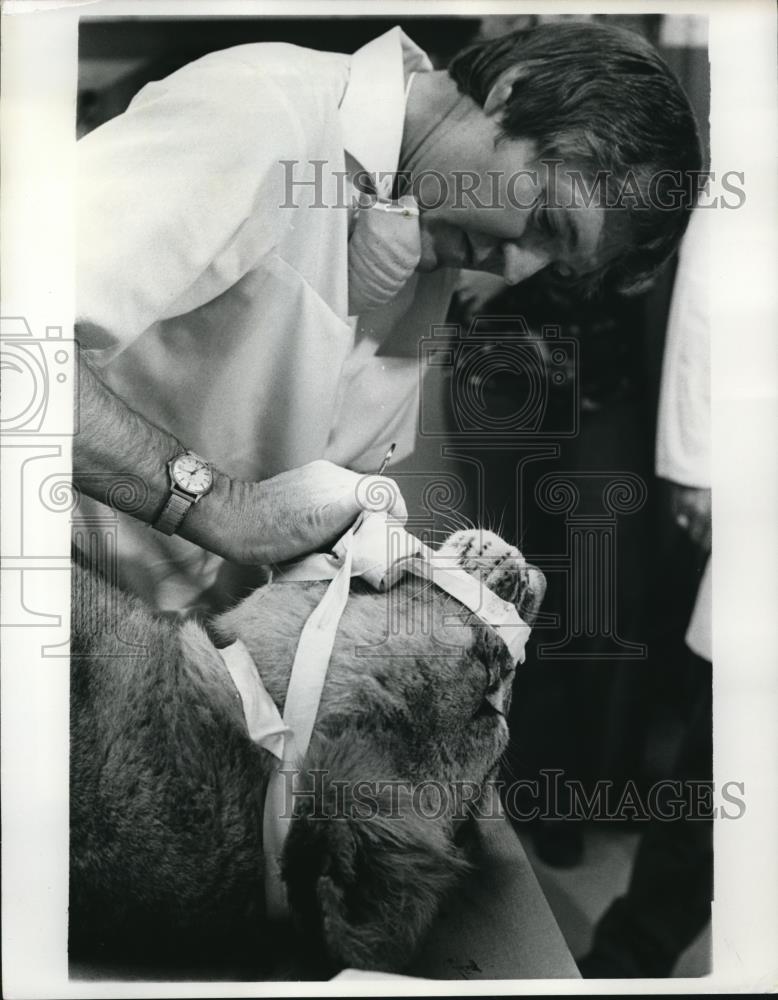1975 Press Photo Dentist Dr Edward Strother with patient, Kimba, a lioness - Historic Images