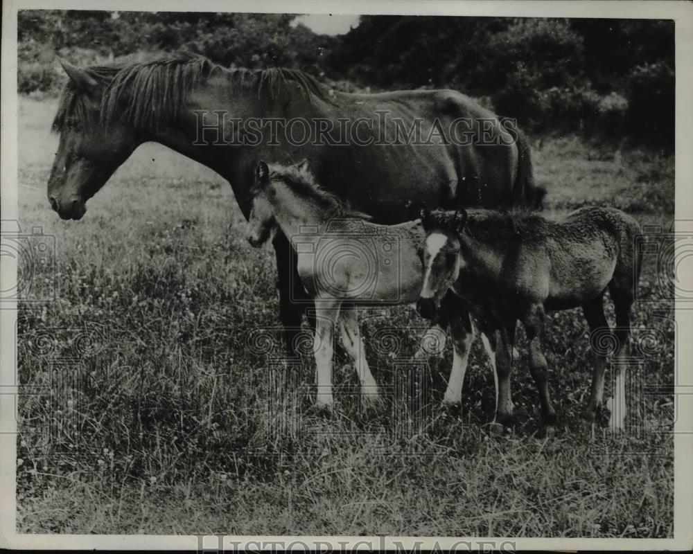 1933 Press Photo One of those rarities in Horse breeding the birth of twin foals - Historic Images