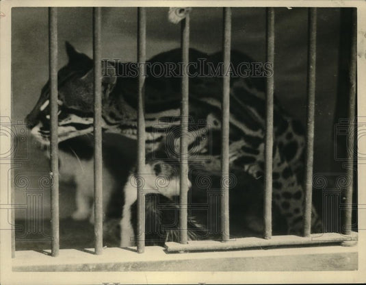 1926 Press Photo Jaguar with Newly Adopted Family - Historic Images