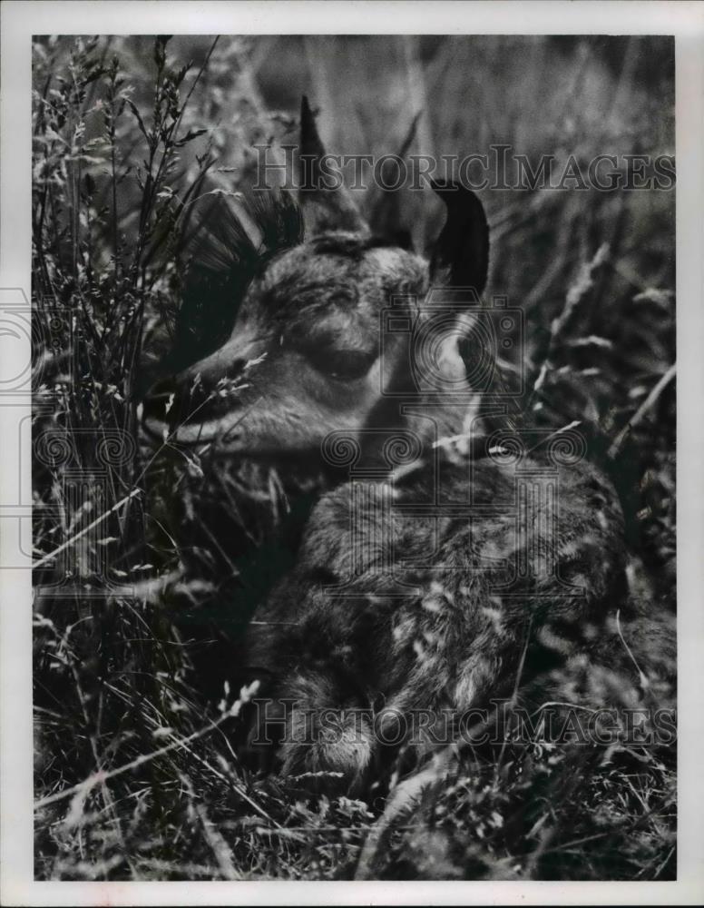 1968 Press Photo Twin pronghorn antelope fawns at the Cleveland Zoo - Historic Images