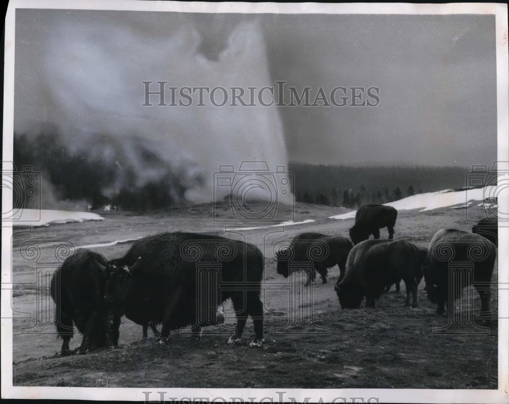 1965 Press Photo Buffalo Herd grazes in Upper Geyser Basin - Historic Images