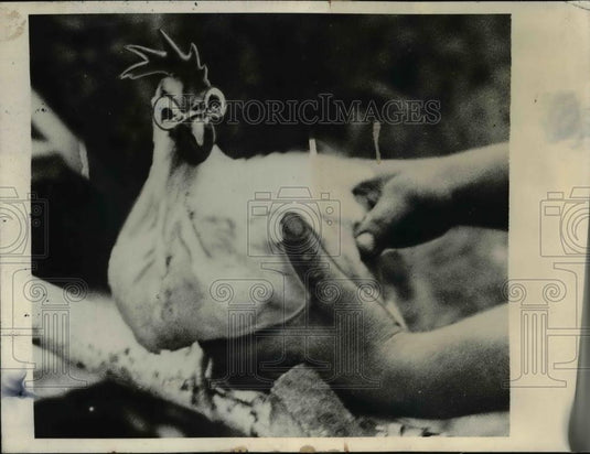 1941 Press Photo Lynxville Wis WL Talmadge & a White Leghorn chicken - Historic Images