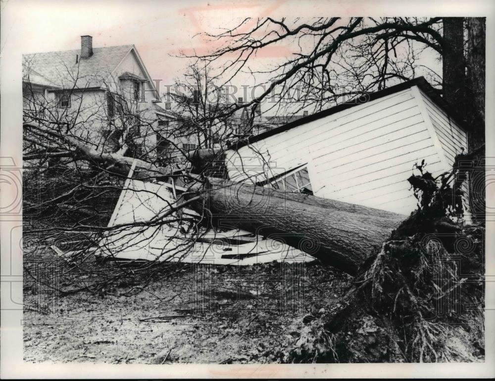 Press Photo Uprooted Tree Crushed Garage, Cleveland Ohio Area - Historic Images