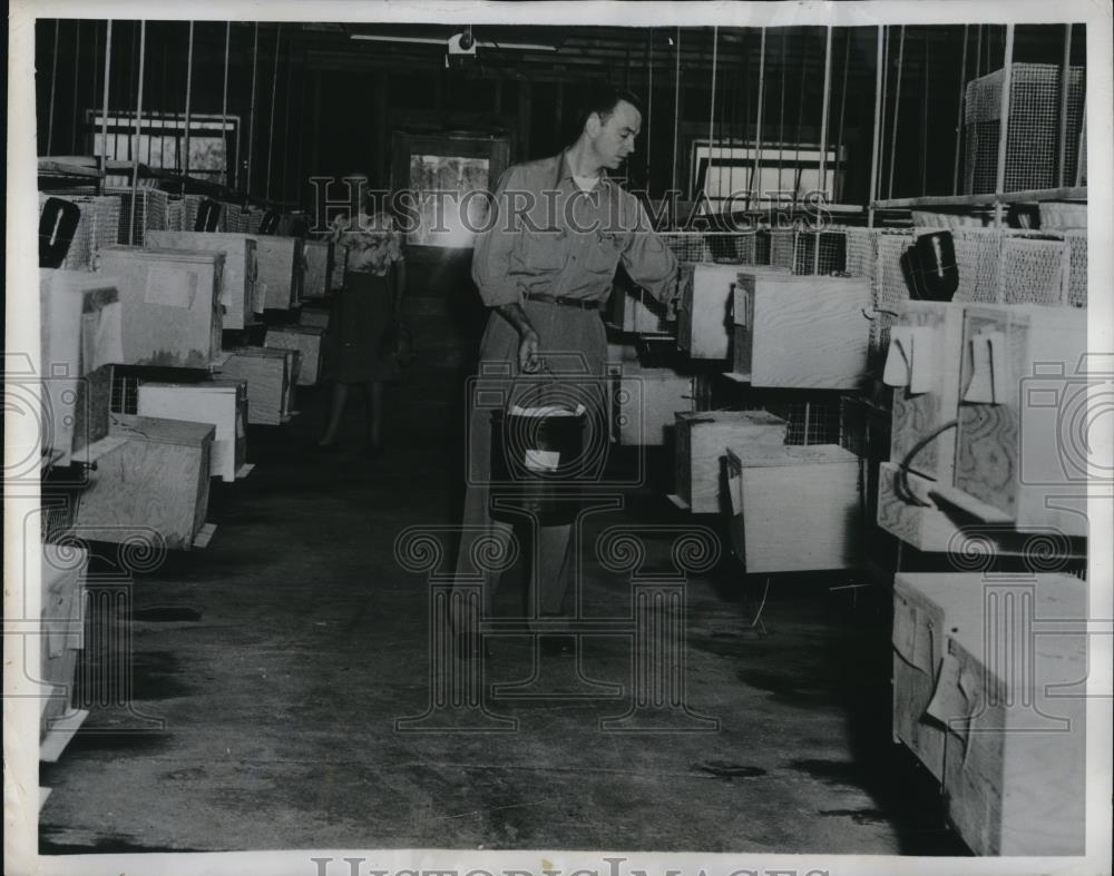 1948 Press Photo Interior of Chinchilla breeding house - Historic Images