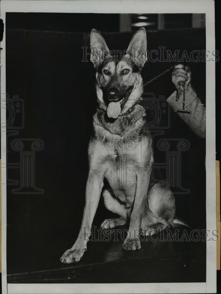 1934 Press Photo Rex, a police dog owned by James Pappas of New York - Historic Images