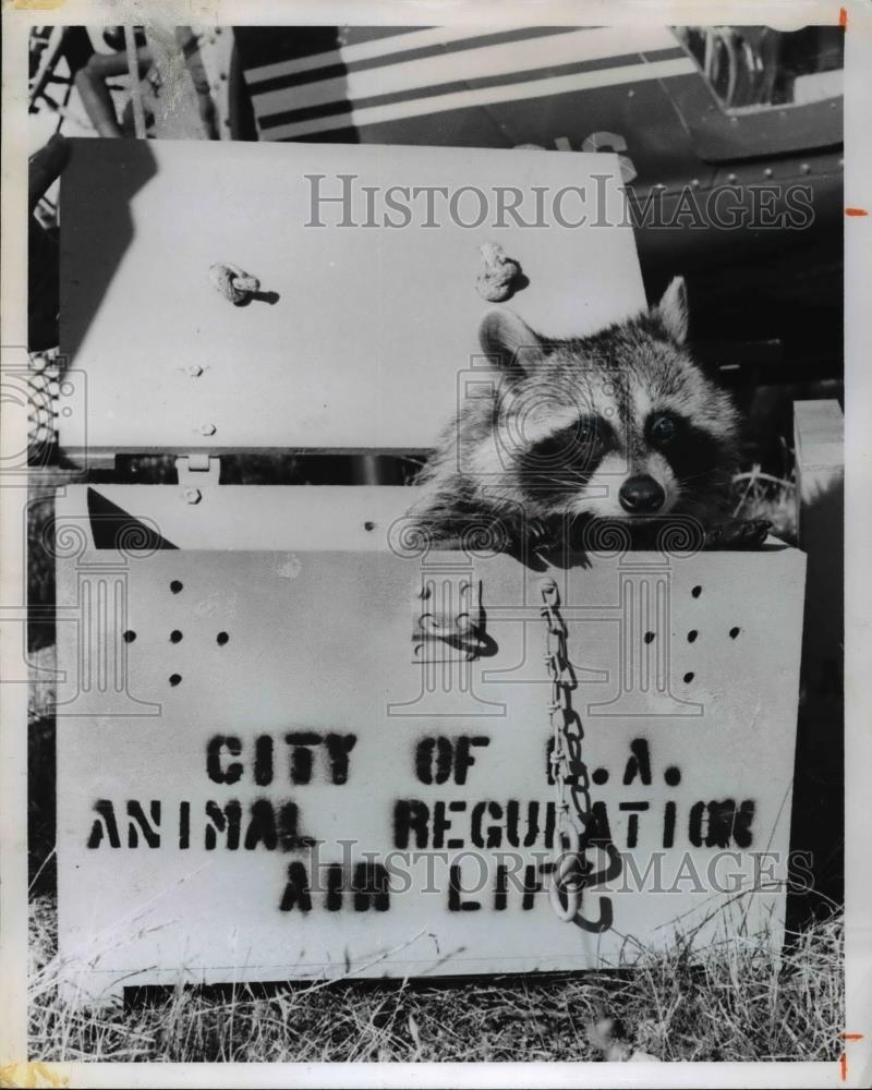 1971 Press Photo A raccoon airlifted from LA Calif to another area - Historic Images