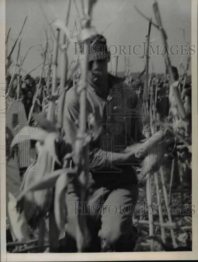 1939 Press Photo The corn huskers at Lawrence Farm - Historic Images