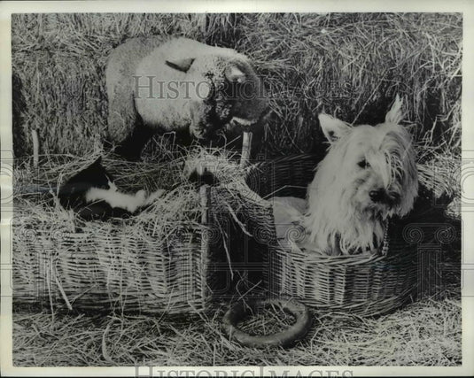 1958 Press Photo The friendship between a cat a cairn terrier and a lamb - Historic Images