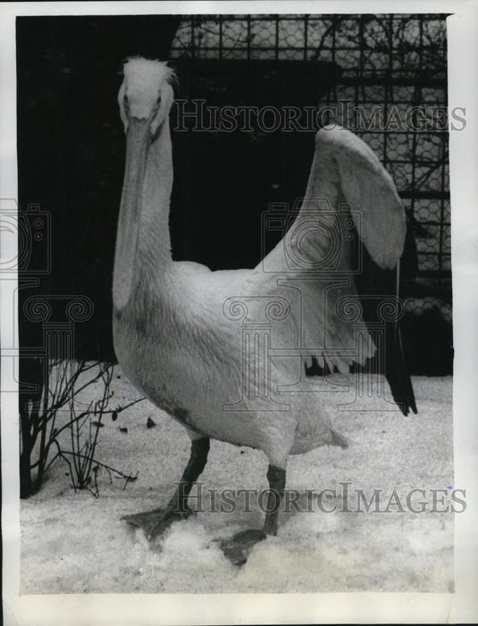 1963 Press Photo Daphne, the American Pelican of St. James's Park - Historic Images