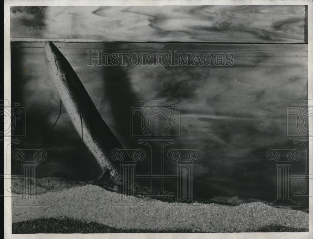 1932 Press Photo A African lungfish on display in a tank - Historic Images