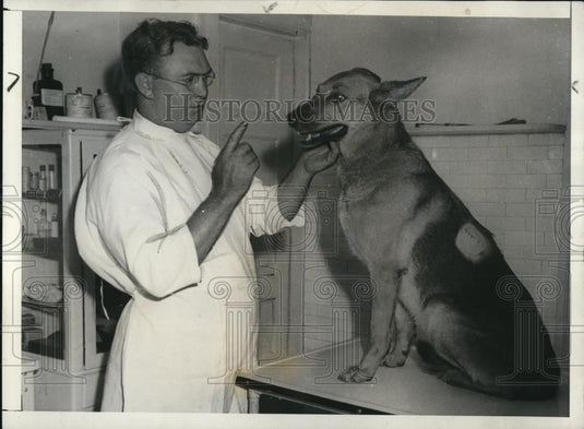 1933 Press Photo Dr. F M Weedon removed cysts from Major, White House police dog - Historic Images