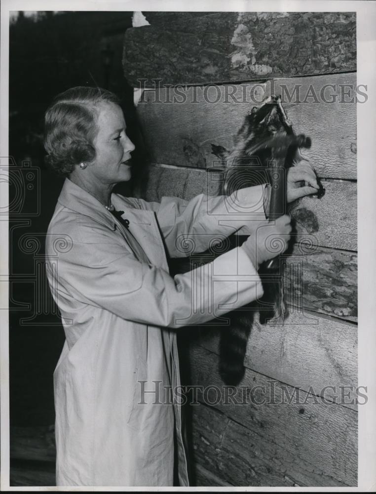 1953 Press Photo Mrs John Sherwin nails coonskin on Lorenzo Carter cabin replica - Historic Images