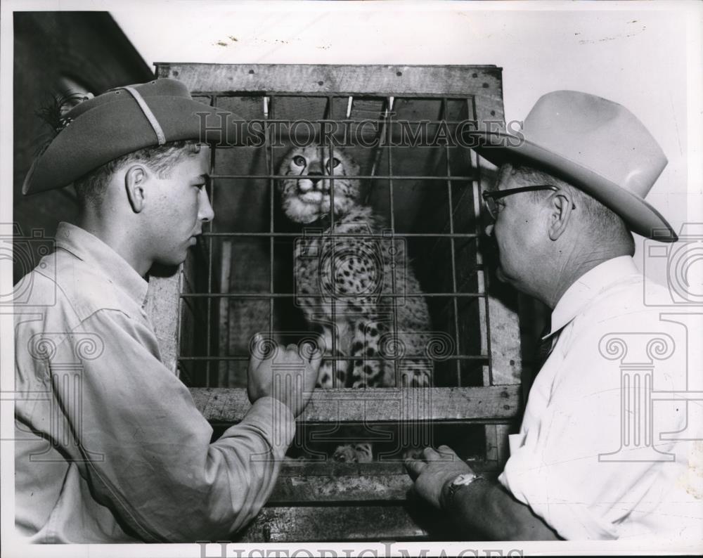 1955 Press Photo Bill Reynolds &amp; Dad Fletcher Reynolds &amp; Cheetah from Africa - Historic Images