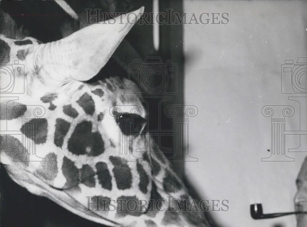 1964 Press Photo Zoo Director Heinz Heck Celebrates 70th Birthday - Historic Images