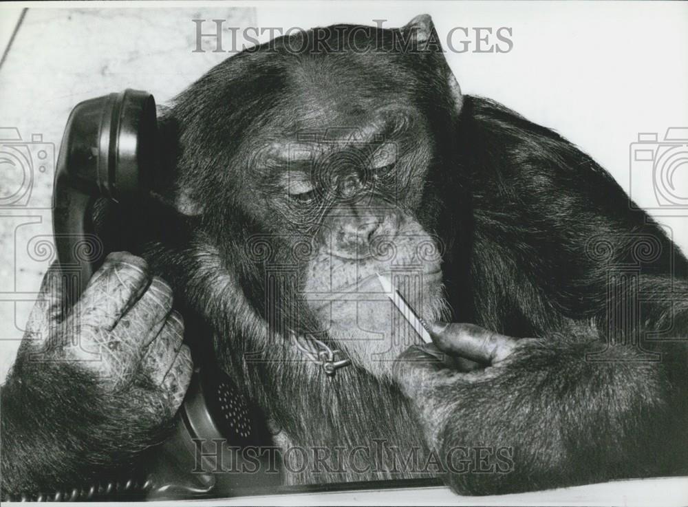 Press Photo Chimpanzee Performer Hansa-Theater West Germany - Historic Images