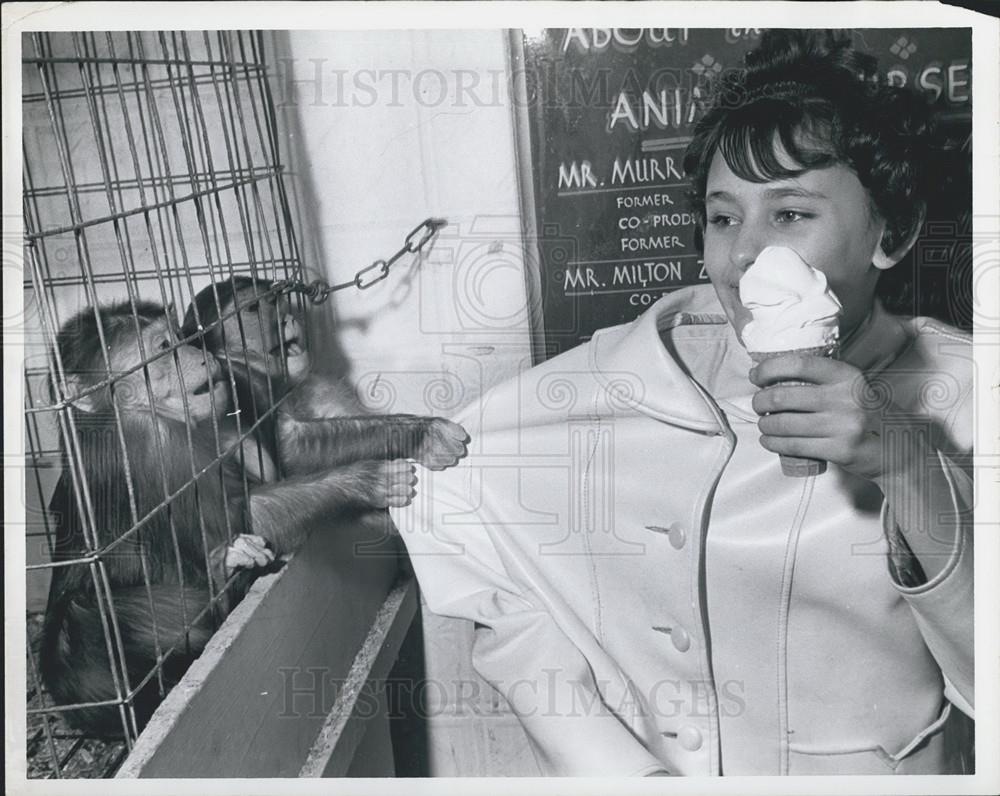 Press Photo Chimps Want some of that Ice Cream. - Historic Images