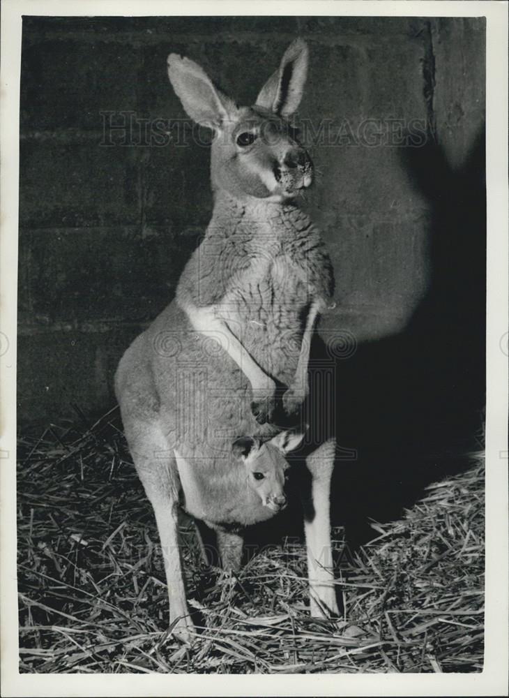 1960 Press Photo Chester Zoo,Kangaroo and her Joey - Historic Images