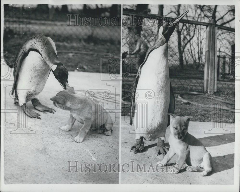 Press Photo Dingo, Penguin, Glasgow Zoo, United Kingdom - Historic Images