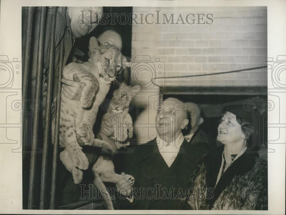 Press Photo Two Lion Babies Berlin Zoo Prince Carnival Manager Mrs. Heinroth - Historic Images
