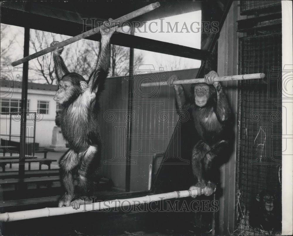 1961 Press Photo Chimps at London Zoo Now Paid Wages - Historic Images