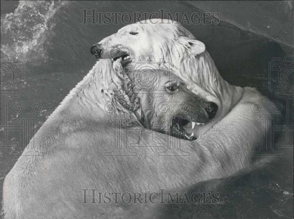 1975 Press Photo Triplet Black Bear Cubs Make Their Debut at London Zoo - Historic Images