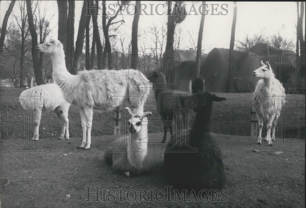 1955 Press Photo Llamas at a zoo in Paris - Historic Images