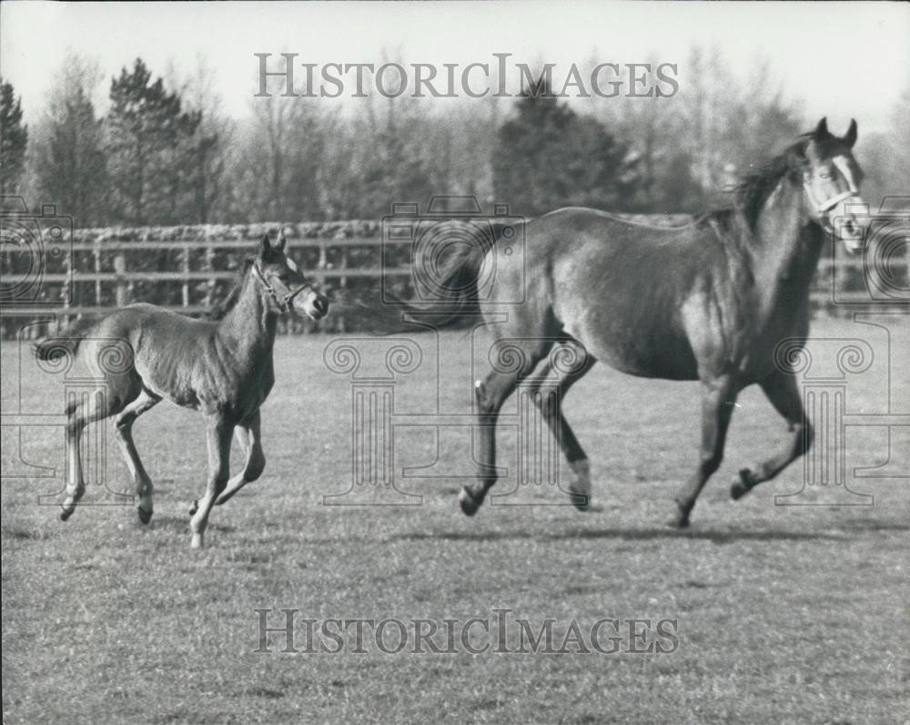Press Photo "Couloir" Leads Way For Her Colt "White Lancer" - Historic Images