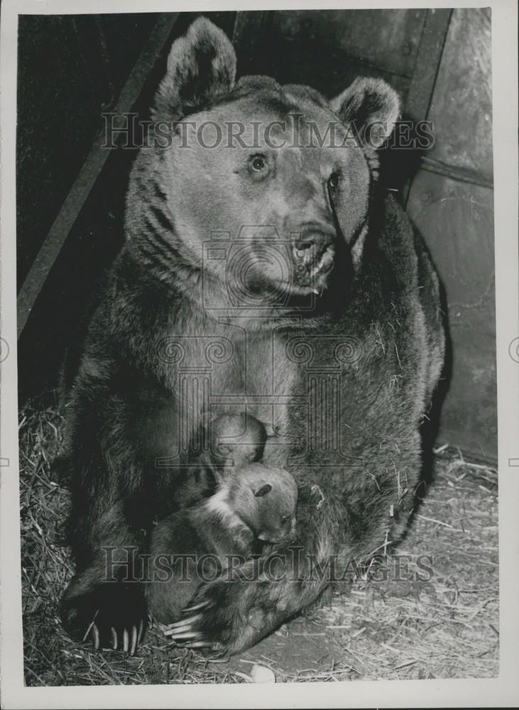 1959 Press Photo Syrian bear and cubs  at Whipsnade Zoo - Historic Images