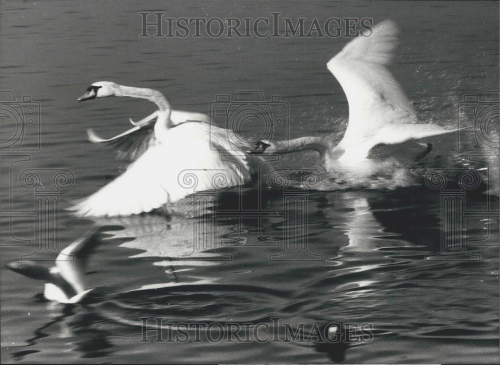 Press Photo 2 Swans Fighting Over Territory in Zurich - Historic Images