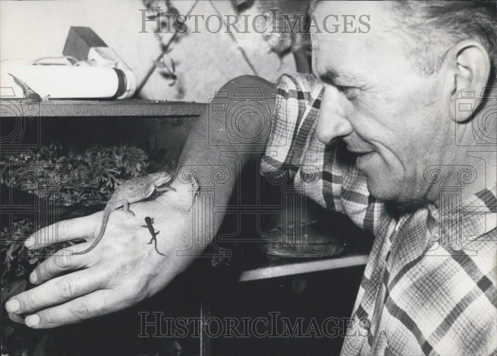 1959 Press Photo 7 Chameleons Bron At Meyer Family In Nuremberg - Historic Images