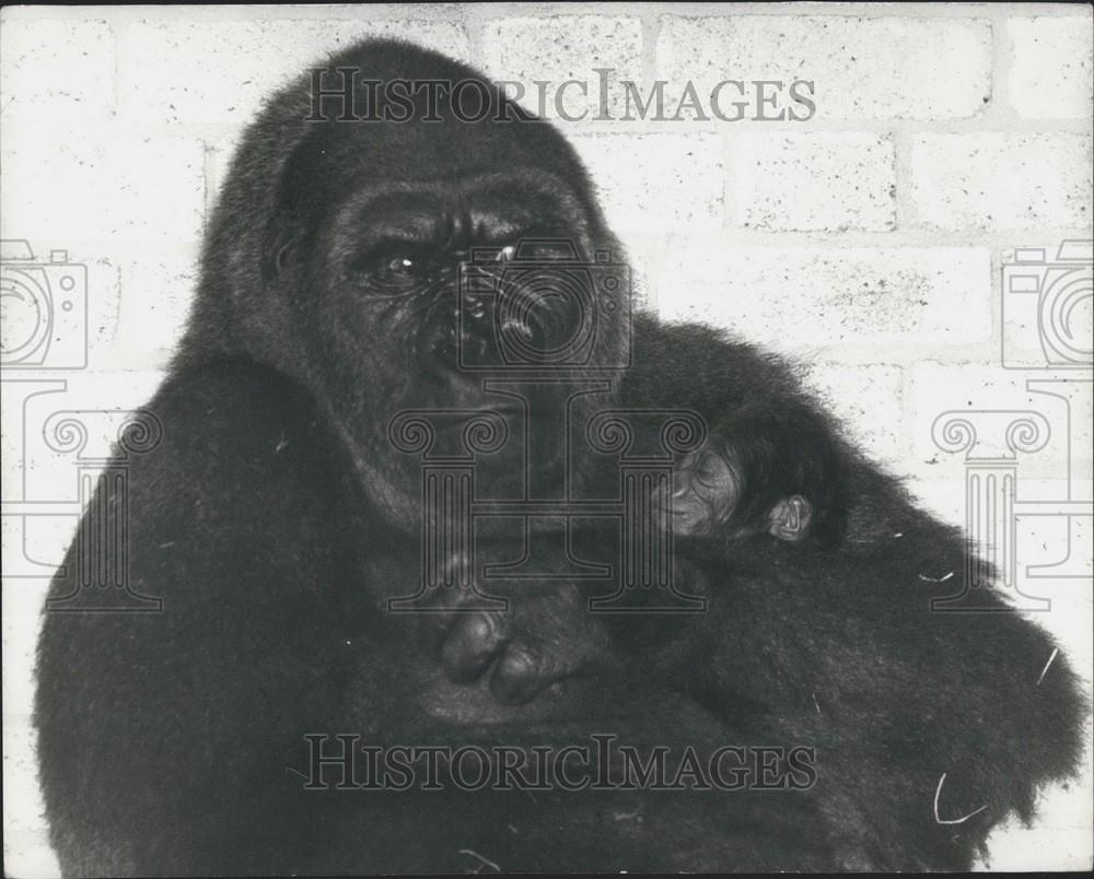 1976 Press Photo New Baby Gorilla &quot;Lomie&quot; Born at London Zoo - Historic Images