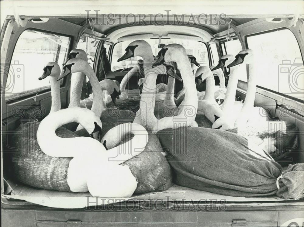 1974 Press Photo Famous Swan Breed Romanshorn Cargo For Milan Zoo - Historic Images