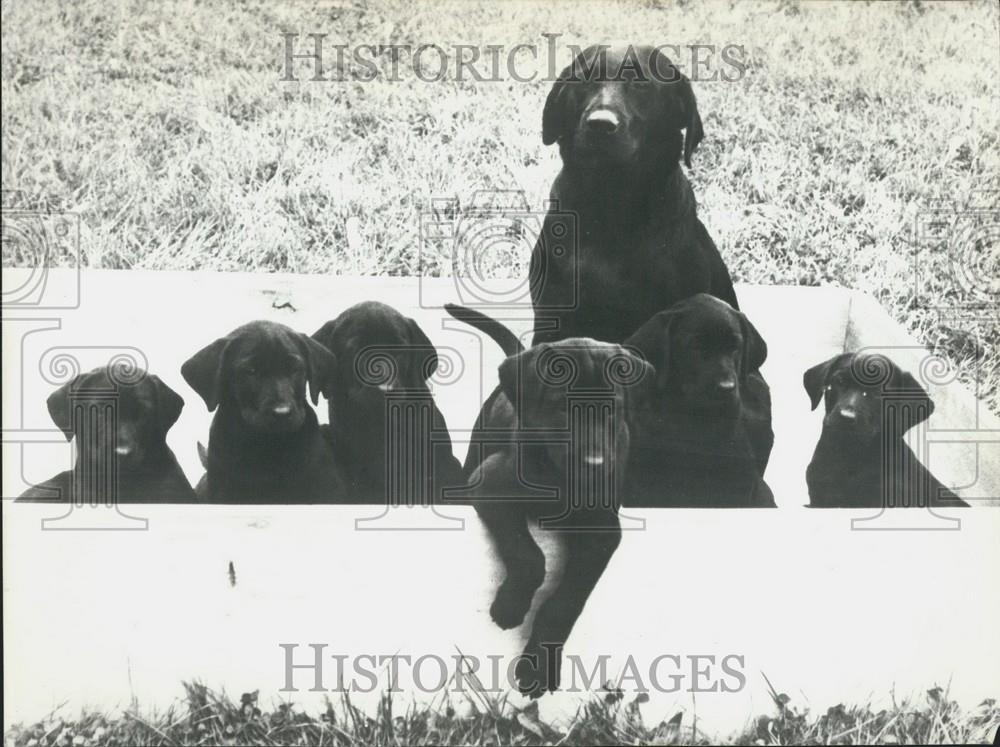 1973 Press Photo Steila Stourcreek Swiss Police Dog Trained Find Narcotics - Historic Images