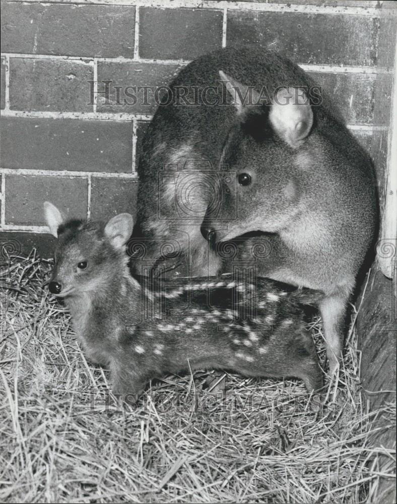 1981 Press Photo Tiny Baby South American Pudu Deer Born London Zoo Poquito - Historic Images