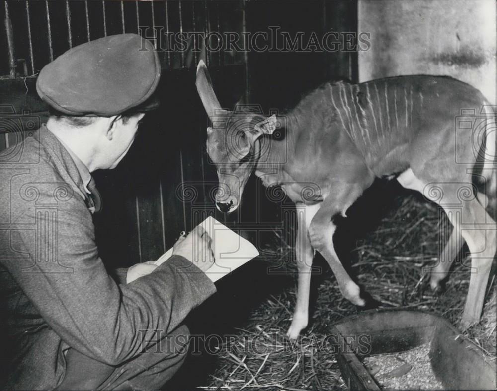 1957 Press Photo Elen-Antilope, Hamburg, Hagenbeck - Historic Images