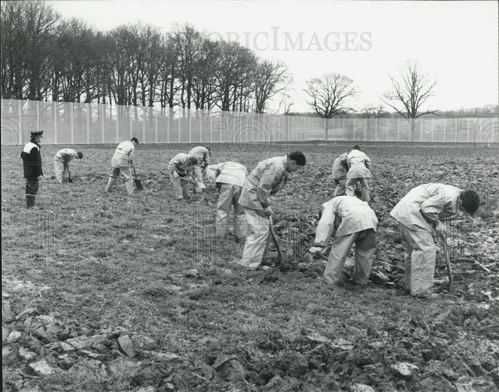 1981 Press Photo Group of inmates working in fields at the Send detention centre - Historic Images